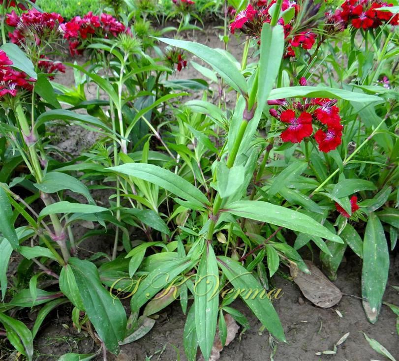  Plants